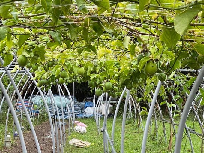 Canaan Beauty Farm B&B Chenggong Dış mekan fotoğraf